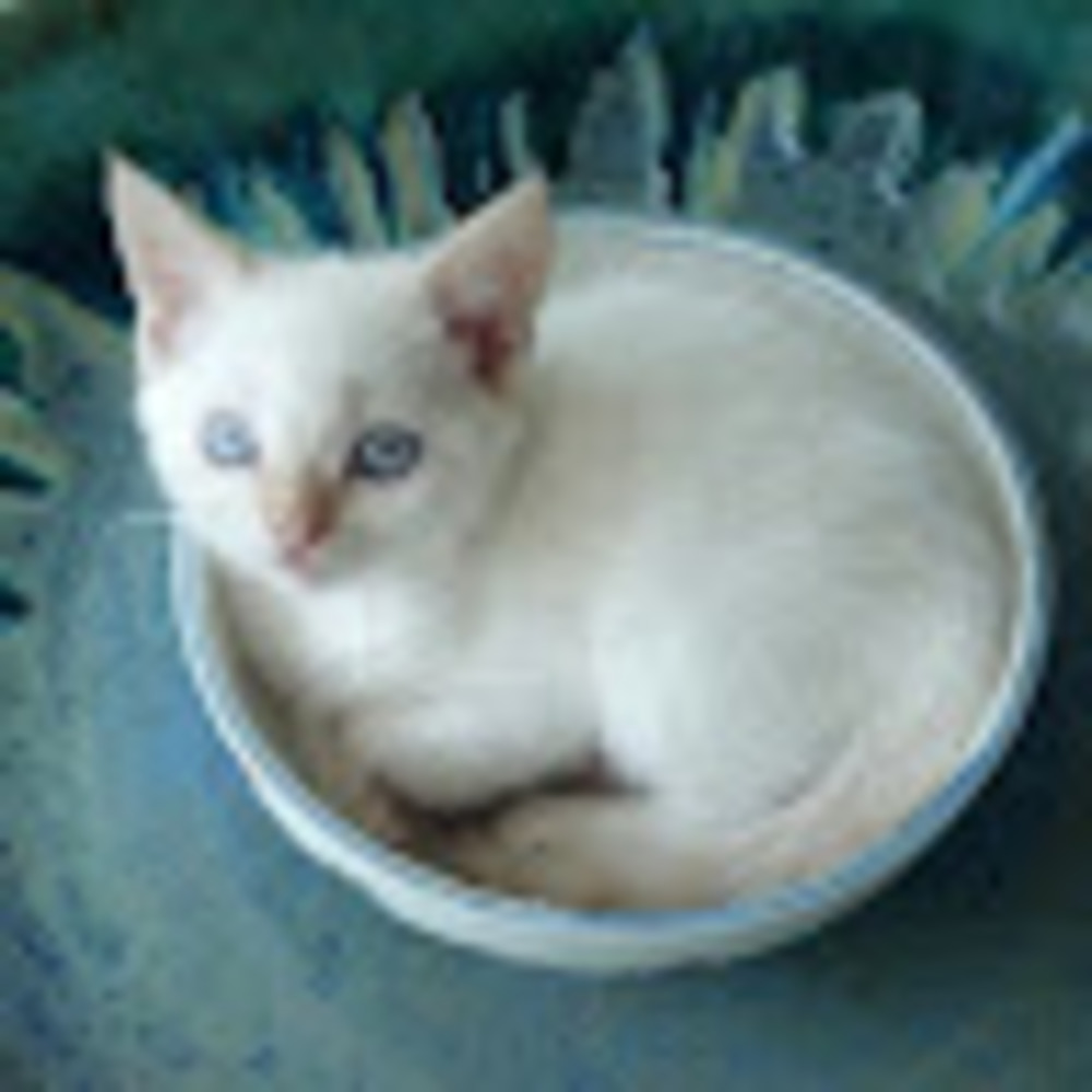 Meet your Posher, Marina